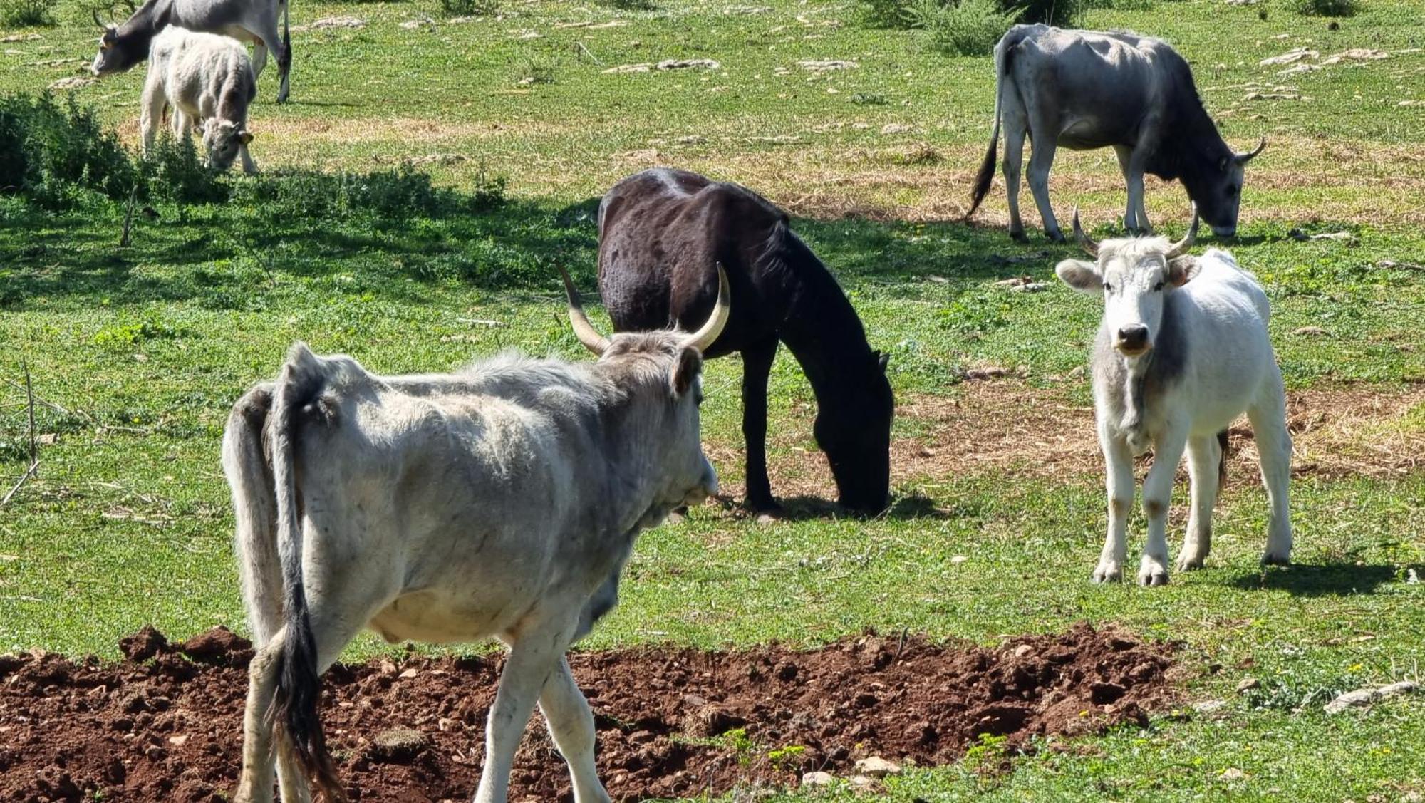 מרטינה פרנקה Agriturismo Iazzo Scagno מראה חיצוני תמונה